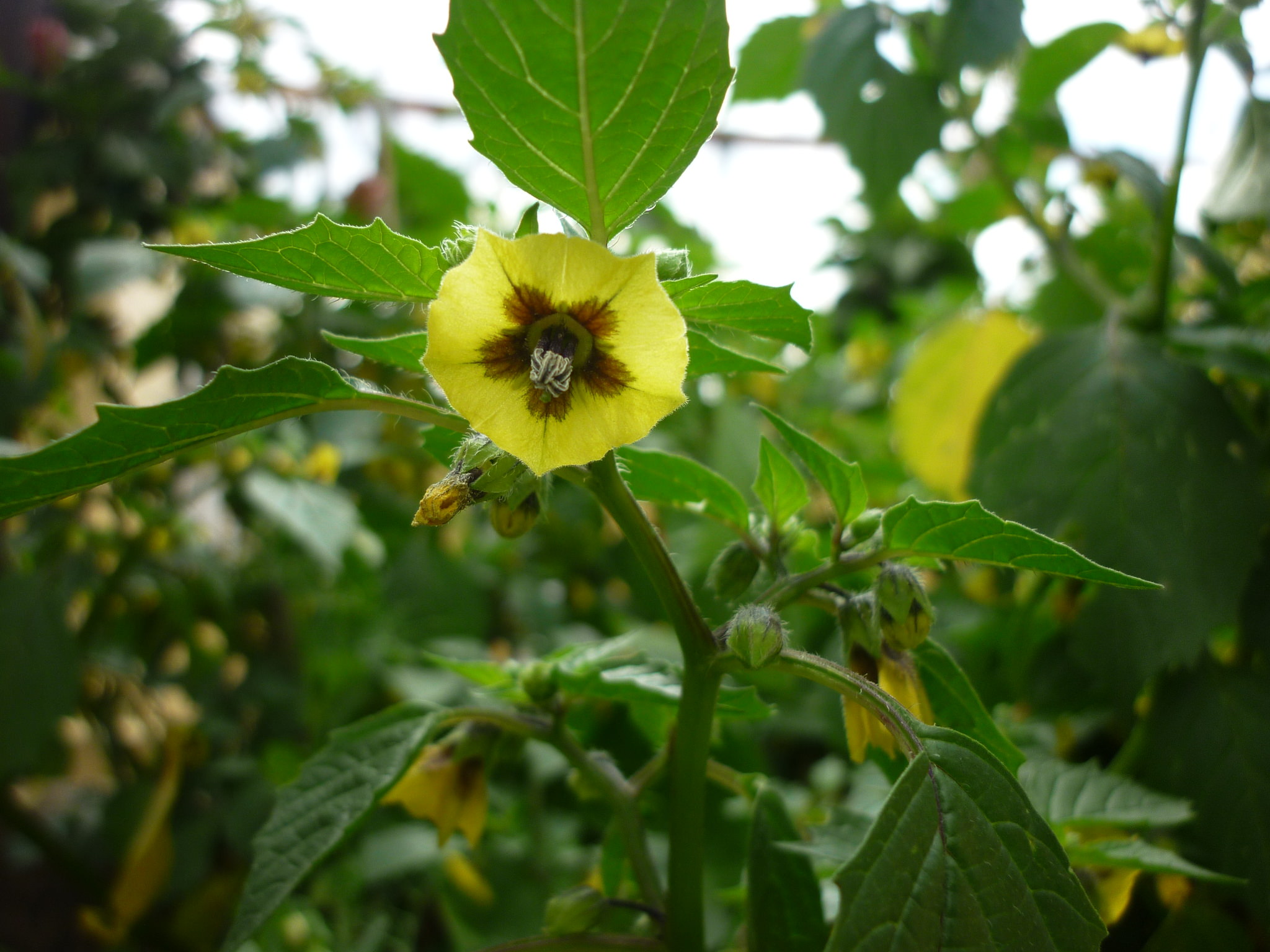 Physalis philadelphica